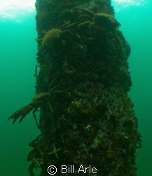 Hood Canal, Puget Sound, Washington, USA.  My dive buddy ... by Bill Arle 